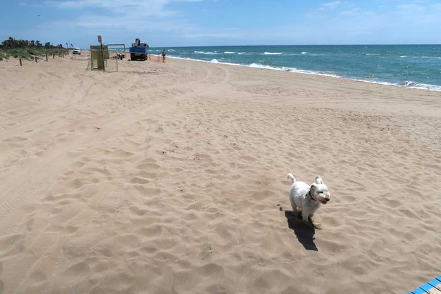 Oberta la platja de gossos a Gavà